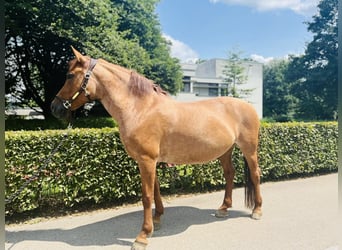 Czech sports pony, Mare, 9 years, 14 hh, Chestnut-Red