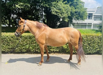 Czech sports pony, Mare, 9 years, 14 hh, Chestnut-Red