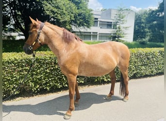 Czech sports pony, Mare, 9 years, 14 hh, Chestnut-Red