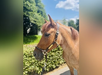 Czech sports pony, Mare, 9 years, 14 hh, Chestnut-Red