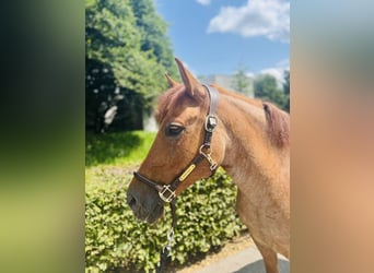 Czech sports pony, Mare, 9 years, 14 hh, Chestnut-Red