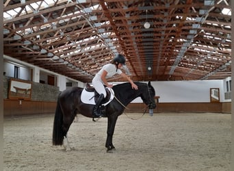 Czech sports pony, Stallion, 4 years, 13,3 hh, Black