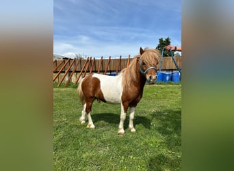 Czech sports pony, Stallion, 4 years, 8.1 hh, Pinto
