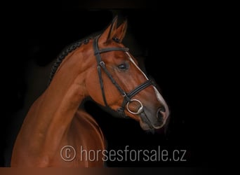 Czech Warmblood, Gelding, 10 years, 16.2 hh, Brown