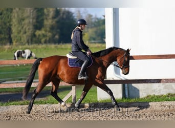 Czech Warmblood, Gelding, 10 years, 16 hh, Brown