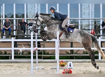 Czech Warmblood, Gelding, 10 years, 16,1 hh, Dun