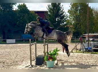 Czech Warmblood, Gelding, 10 years, 16,1 hh, Dun