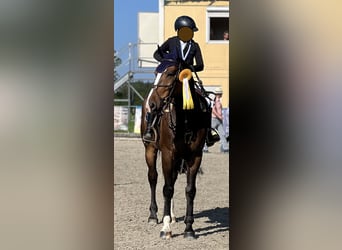Czech Warmblood, Gelding, 10 years, 17 hh, Brown