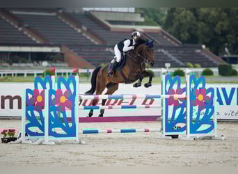 Czech Warmblood, Gelding, 10 years, 17,1 hh, Brown