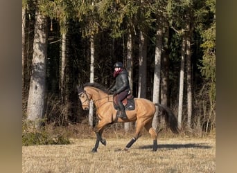 Czech Warmblood, Gelding, 11 years, 16,2 hh, Buckskin