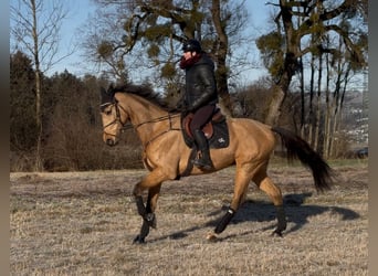 Czech Warmblood, Gelding, 11 years, 16,2 hh, Buckskin