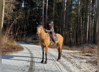 Czech Warmblood, Gelding, 11 years, 16,2 hh, Buckskin