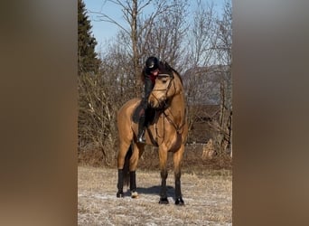 Czech Warmblood, Gelding, 11 years, 16,2 hh, Buckskin