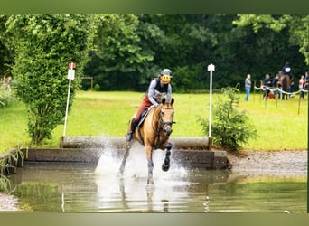 Czech Warmblood, Gelding, 11 years, 16,2 hh, Buckskin