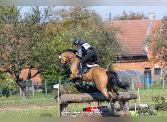 Czech Warmblood, Gelding, 11 years, 16,2 hh, Buckskin