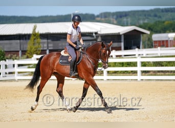 Czech Warmblood, Gelding, 11 years, 16.3 hh, Brown Czech Warmblood, Gelding, 11 years, 16.3 hh, Brown