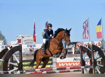 Czech Warmblood, Gelding, 11 years, 16 hh, Brown