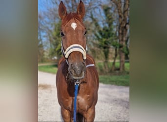 Czech Warmblood, Gelding, 11 years, 16,1 hh, Chestnut-Red