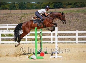 Czech Warmblood, Gelding, 11 years, 16,3 hh, Brown