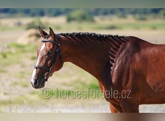 Czech Warmblood, Gelding, 11 years, 16,3 hh, Brown