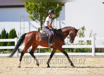 Czech Warmblood, Gelding, 11 years, 16,3 hh, Brown