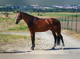 Czech Warmblood, Gelding, 11 years, 16,3 hh, Brown