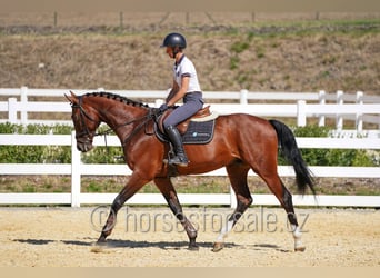 Czech Warmblood, Gelding, 11 years, 16,3 hh, Brown