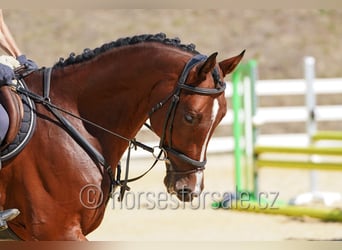 Czech Warmblood, Gelding, 11 years, 16,3 hh, Brown
