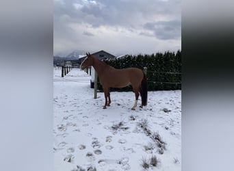 Czech Warmblood, Gelding, 12 years, 16,1 hh, Chestnut-Red