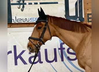 Czech Warmblood, Gelding, 12 years, 16.1 hh, Chestnut-Red