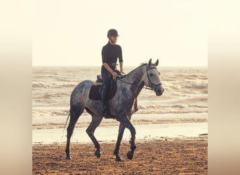 Czech Warmblood, Gelding, 12 years, 16,1 hh, Gray-Blue-Tan