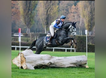 Czech Warmblood, Gelding, 12 years, 16,1 hh, Gray-Blue-Tan
