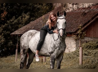 Czech Warmblood, Gelding, 12 years, 16,1 hh, Gray-Blue-Tan
