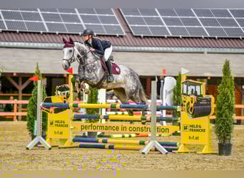 Czech Warmblood, Gelding, 12 years, 16,1 hh, Gray-Blue-Tan