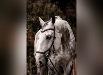 Czech Warmblood, Gelding, 12 years, 16,1 hh, Gray-Blue-Tan