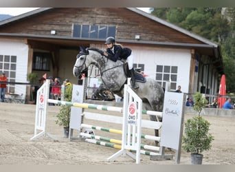 Czech Warmblood, Gelding, 12 years, 16,1 hh, Gray-Blue-Tan