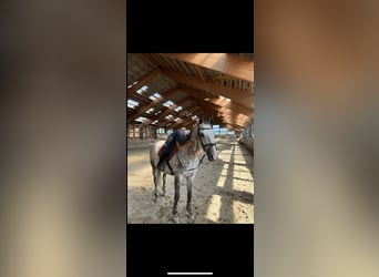 Czech Warmblood, Gelding, 12 years, 16,1 hh, Grey-Blue-Tan