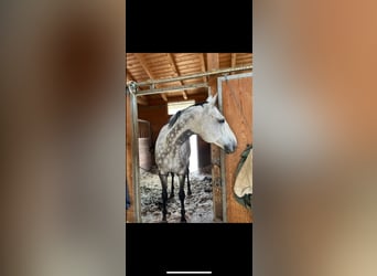 Czech Warmblood, Gelding, 12 years, 16,1 hh, Grey-Blue-Tan