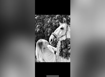 Czech Warmblood, Gelding, 12 years, 16,1 hh, Grey-Blue-Tan