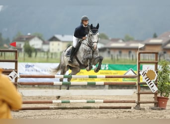 Czech Warmblood, Gelding, 12 years, 16,1 hh, Grey-Blue-Tan