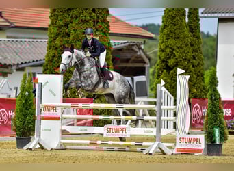 Czech Warmblood, Gelding, 12 years, 16,1 hh, Grey-Blue-Tan