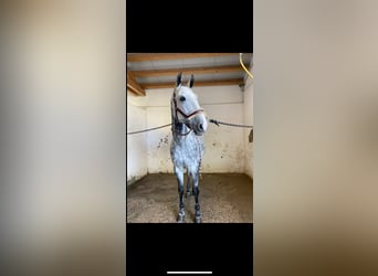 Czech Warmblood, Gelding, 12 years, 16,1 hh, Grey-Blue-Tan