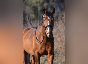 Czech Warmblood, Gelding, 14 years, 16.3 hh, Brown