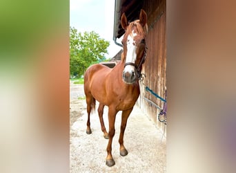 Czech Warmblood, Gelding, 14 years, 16,3 hh, Chestnut-Red