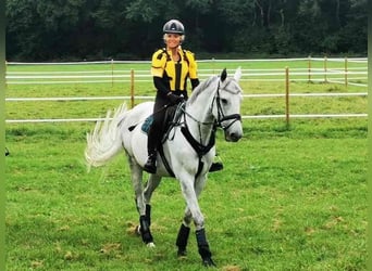 Czech Warmblood, Gelding, 15 years, 16 hh, Grey