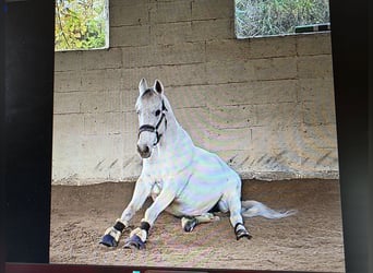 Czech Warmblood, Gelding, 15 years, 16 hh, Grey