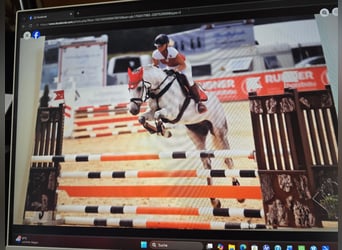 Czech Warmblood, Gelding, 15 years, 16 hh, Grey
