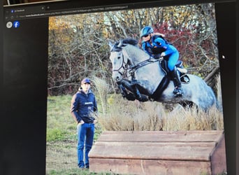Czech Warmblood, Gelding, 15 years, 16 hh, Grey