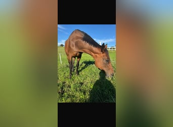 Czech Warmblood, Gelding, 15 years, 17 hh, Brown