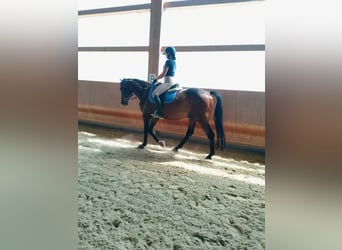 Czech Warmblood, Gelding, 16 years, 16,1 hh, Bay-Dark